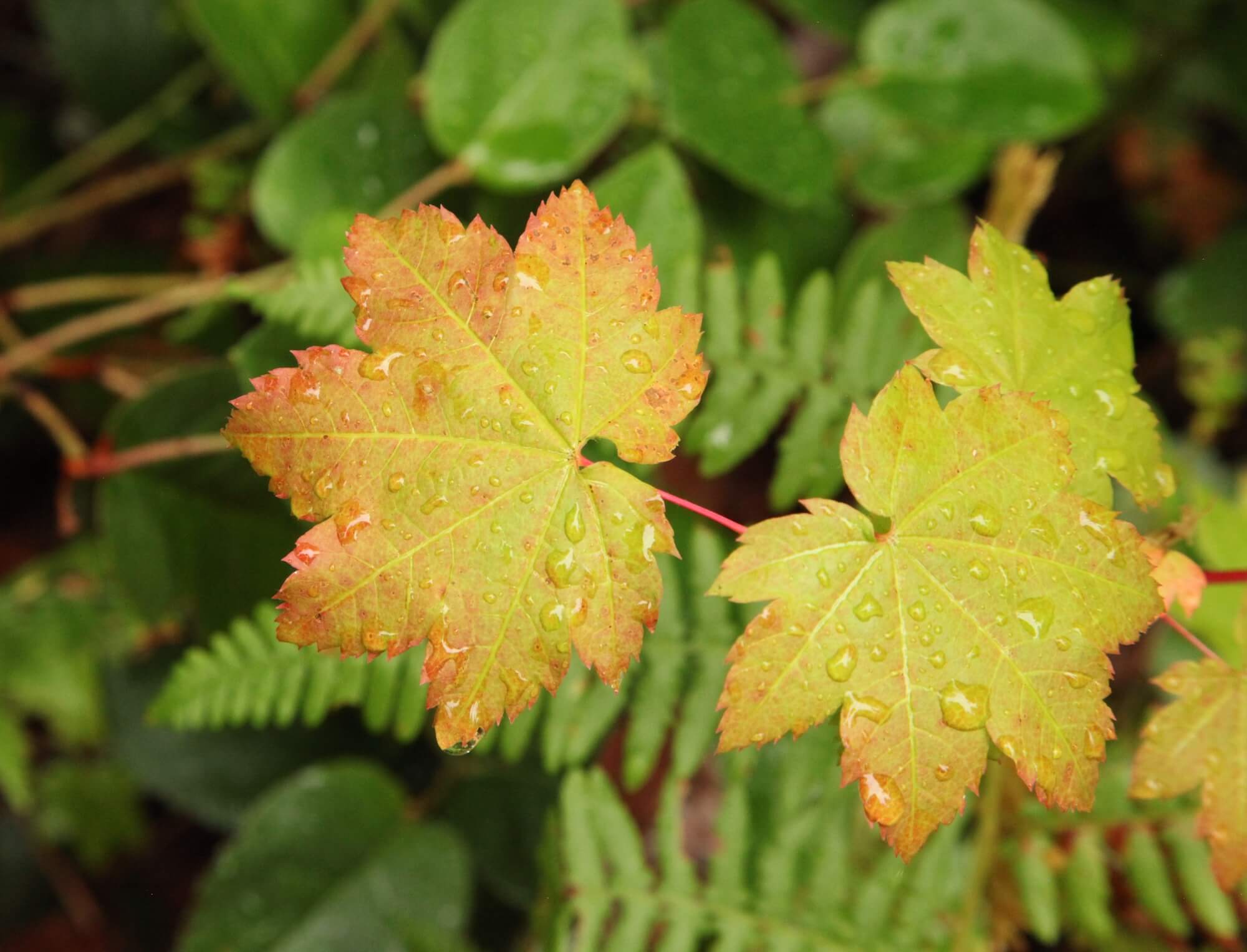 looking down at water droplets on two yellowing vine maple leaves above green ferns and salal leaves in the background.