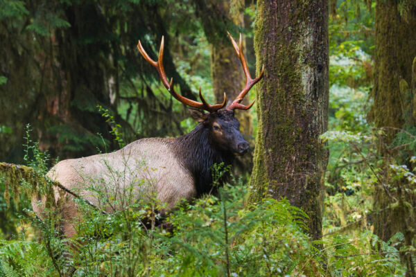 A bull Roosevelt Elk stands among large tree trunks and a green understory in the forest.
