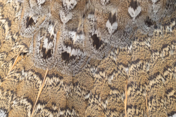 Close up view of the brown white and black patterned feathers of a Ruffed Grouse.