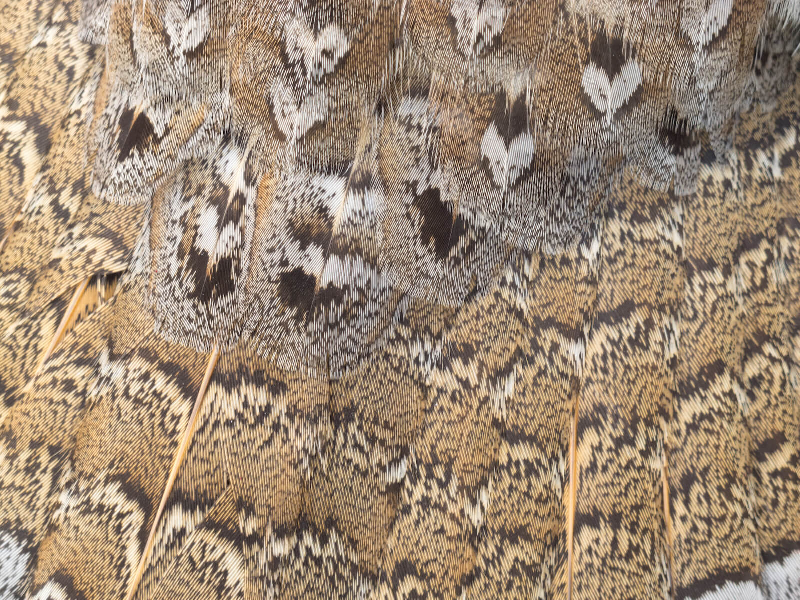 Close up view of the brown white and black patterned feathers of a Ruffed Grouse.