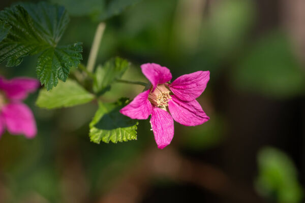 Pink salmonberry bloom with green leaves on green background.