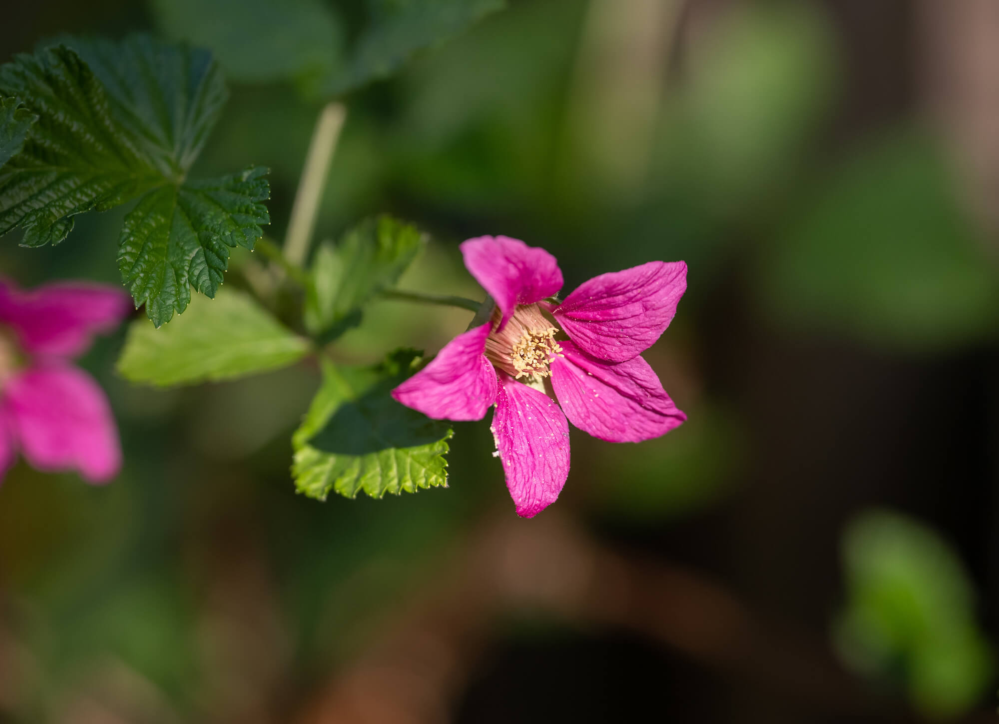 Pink salmonberry bloom with green leaves on green background.