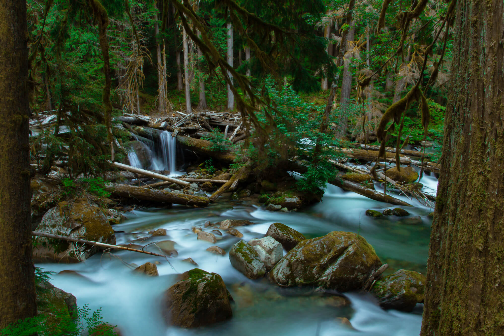 In the forest, a stream rushes over moss covered rocks. Green doug fir and hemlock trees in the background and foreground, logs and woody debris caught in the stream.