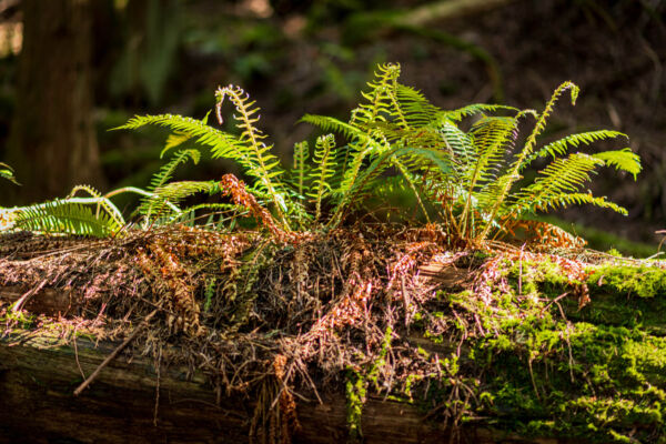 sword ferns grow in sunlight atop a decaying moss-covered log