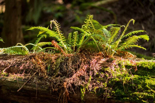 sword ferns grow in sunlight atop a decaying moss-covered log