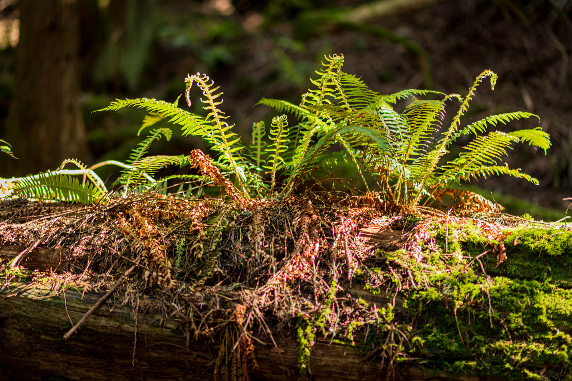 sword ferns grow in sunlight atop a decaying moss-covered log