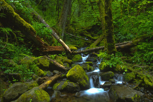 A northwest temperate rainforest stream cascades down a hillside over green moss-covered rocks by fallen logs and under ferns.