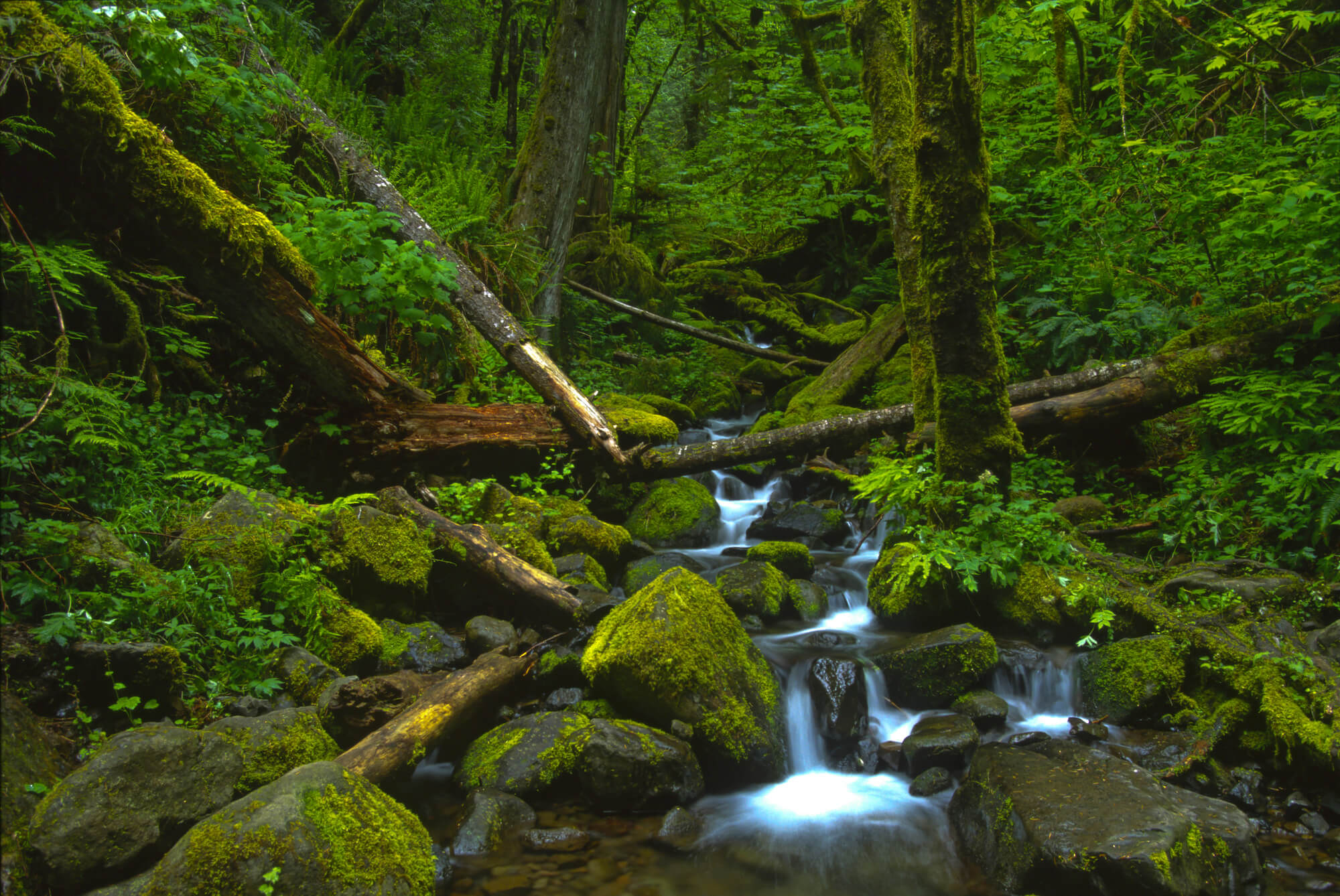 A northwest temperate rainforest stream cascades down a hillside over green moss-covered rocks by fallen logs and under ferns.