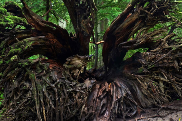view of the gnarly dark brown roots of a fallen cedar in a green forest