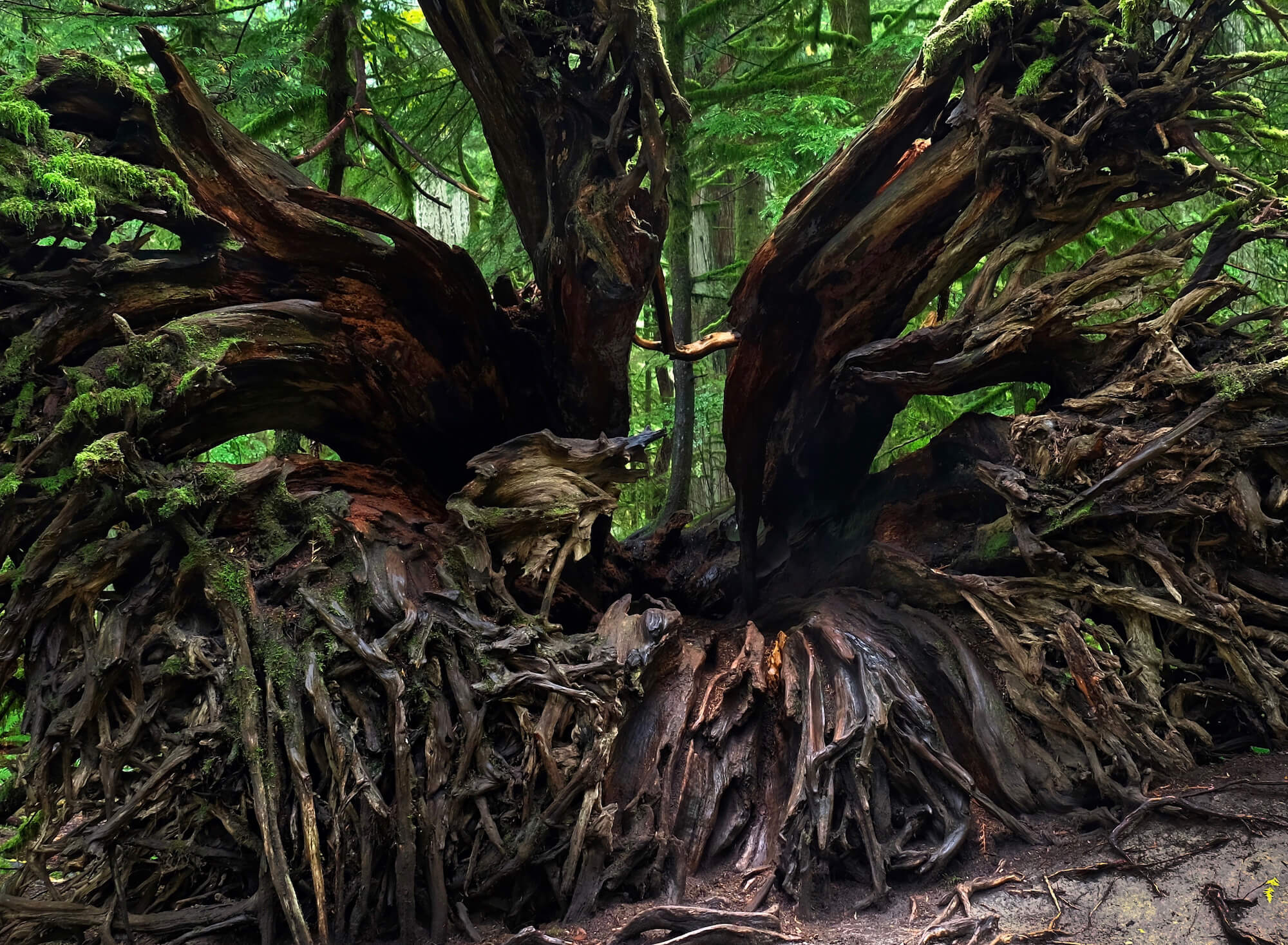 view of the gnarly dark brown roots of a fallen cedar in a green forest