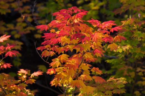 a vivid-colored vine maple tree in fall on a blurred dark background. the maple leaves are changing colors. they are red on top, yellow red and orange in the middle and yellow and light green on bottom.