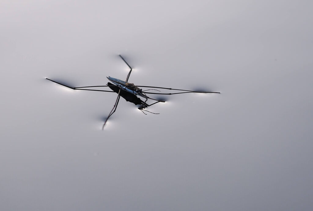 A water strider insect standing on the surface of water.