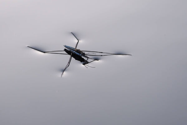 A water strider insect standing on the surface of water.