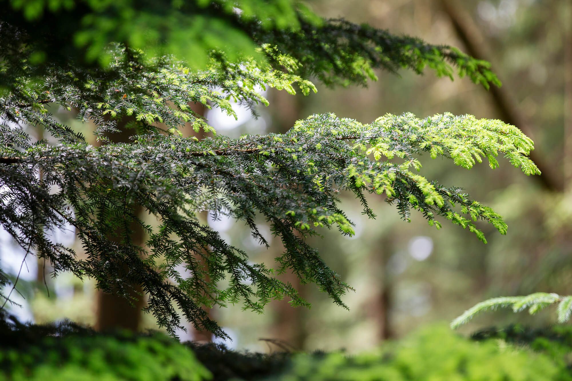 light green new growth on the end of a dark green western hemlock branch