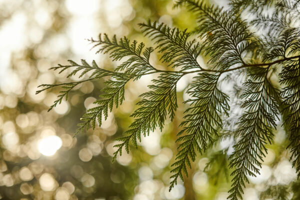 lacy western redcedar branchlet silhouetted against a blurred sunny background