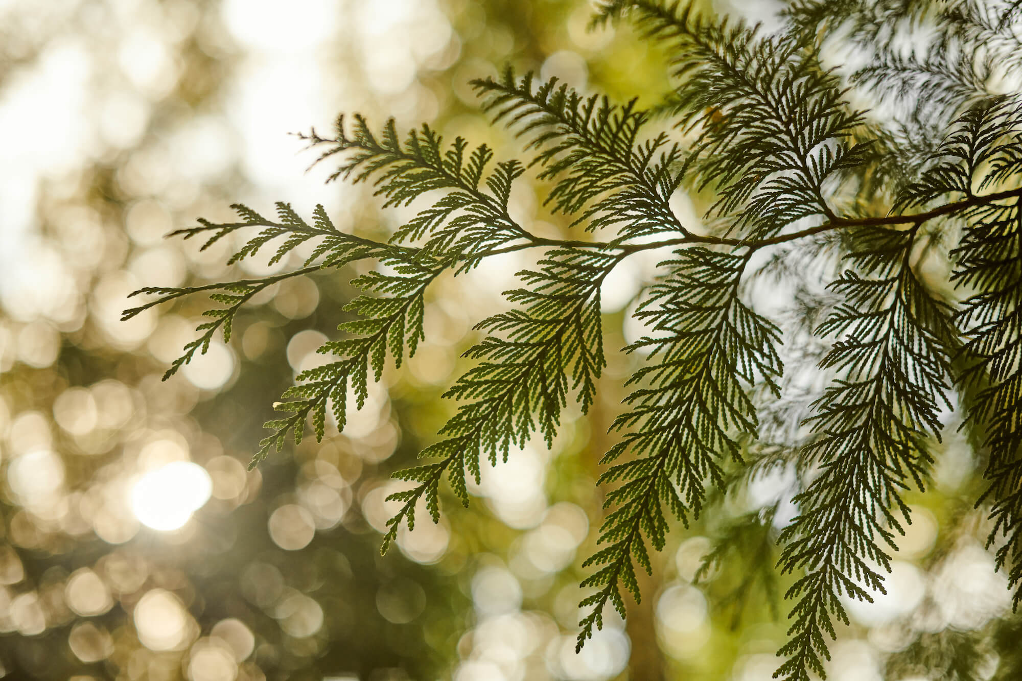 lacy western redcedar branchlet silhouetted against a blurred sunny background