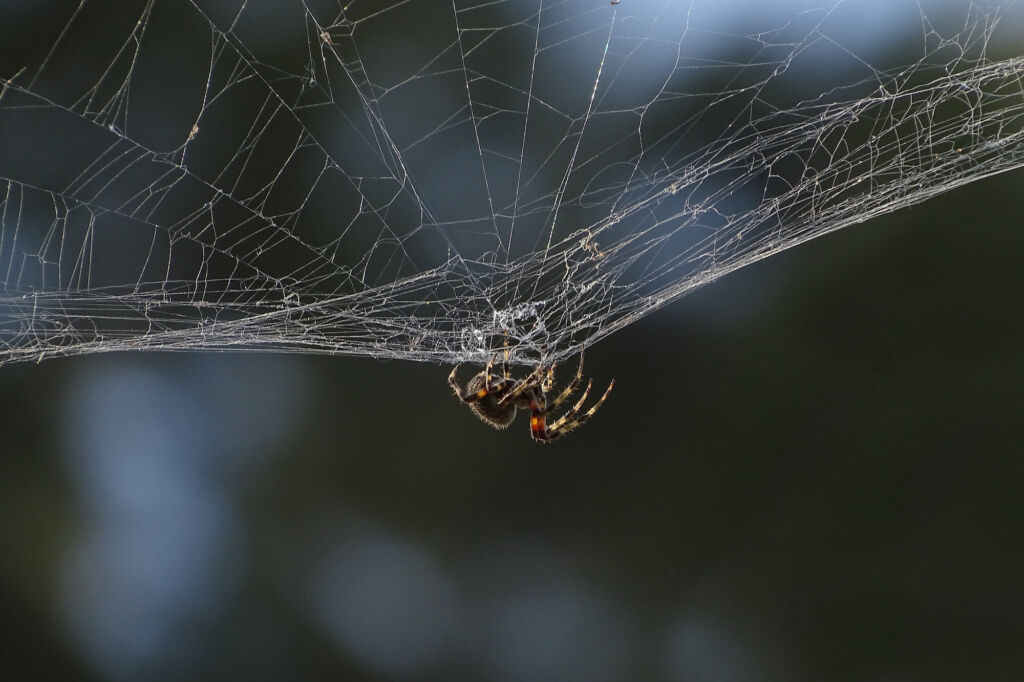 A western spotted orbweaver spider hangs below its web.