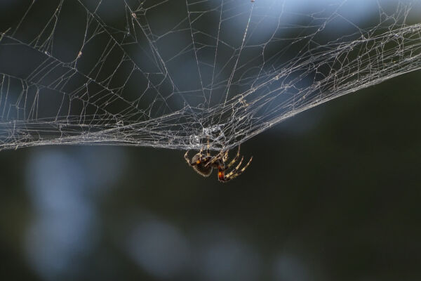 A western spotted orbweaver spider hangs below its web.