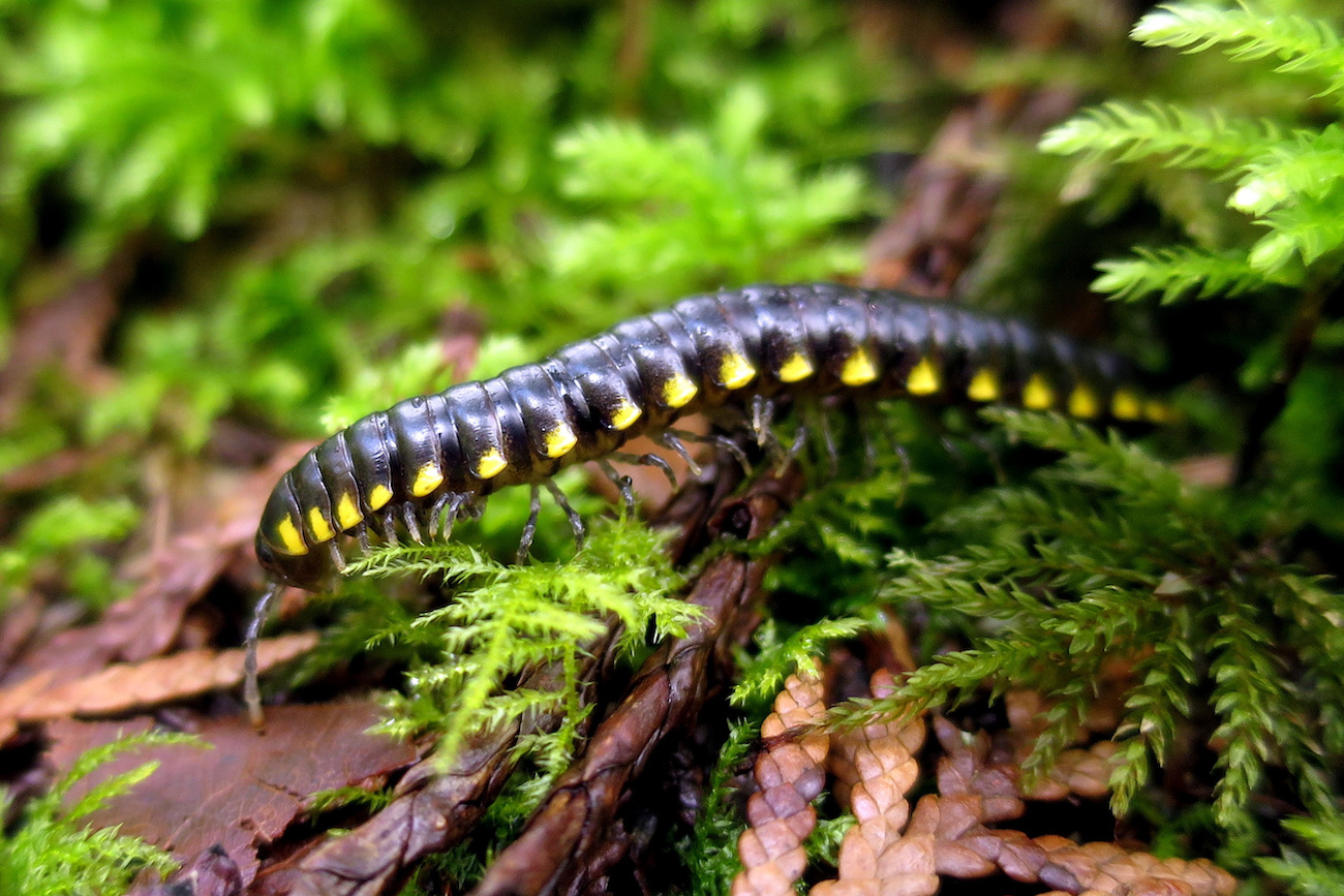 black millipede with yellow spots walking on a green mossy and brown forest floor