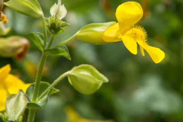 yellow bloom of a yellow monkey flower on green background