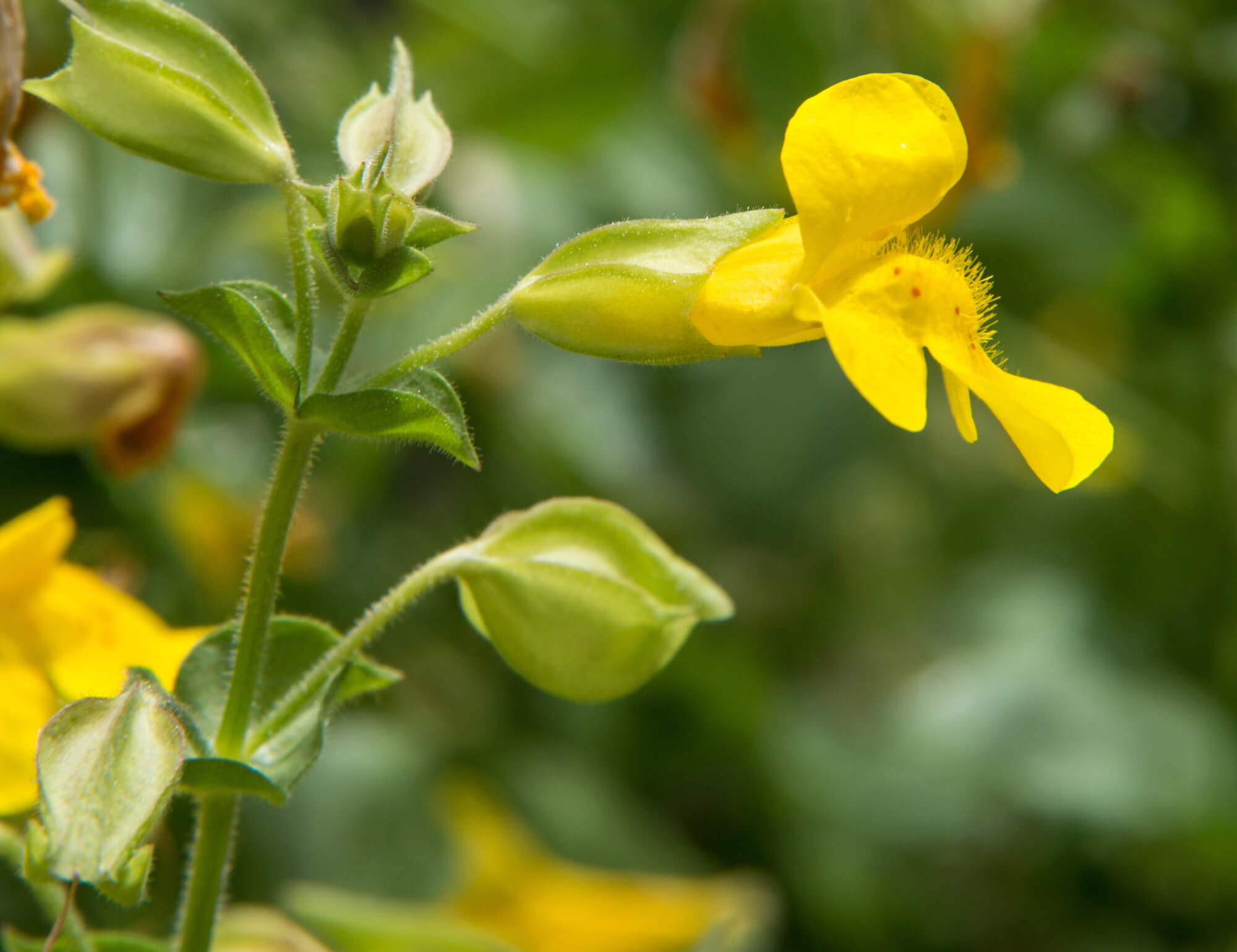 yellow bloom of a yellow monkey flower on green background