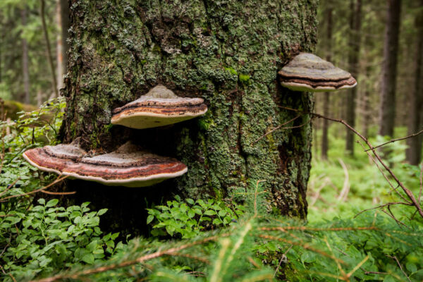 three rust, brown, and white shelf fungus grow from the side of a large lichen-covered conifer trunk above a green shrubby understory.