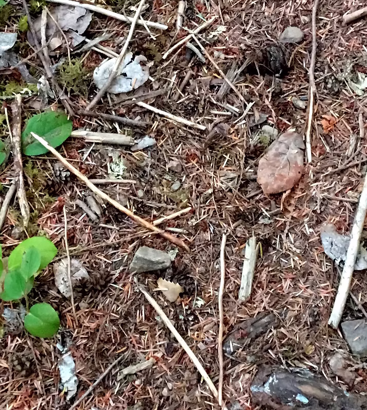 A photo of forest duff - pine needles, pine cones, leaf litter, small rocks.