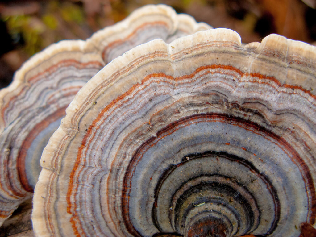A close-up photo of the concentric rings of Turkey Tail Fungus