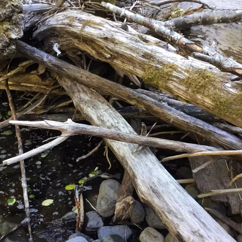 Wood logs collected in a stream.
