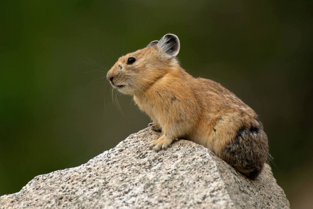Photo of an American Pika on a granite boulder. 