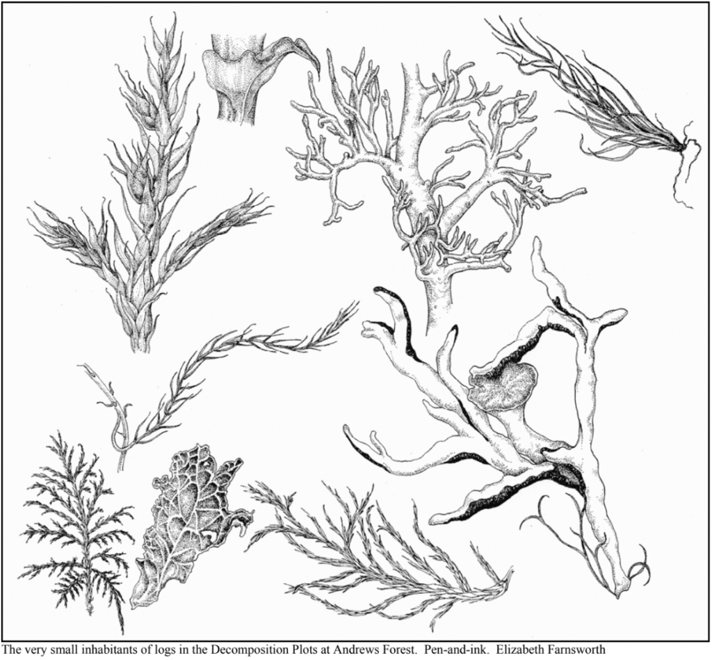 Pen and ink drawing of the small plant inhabitants in the Decomposition Plots at the Andrews forest, including species of fungi and lichen.