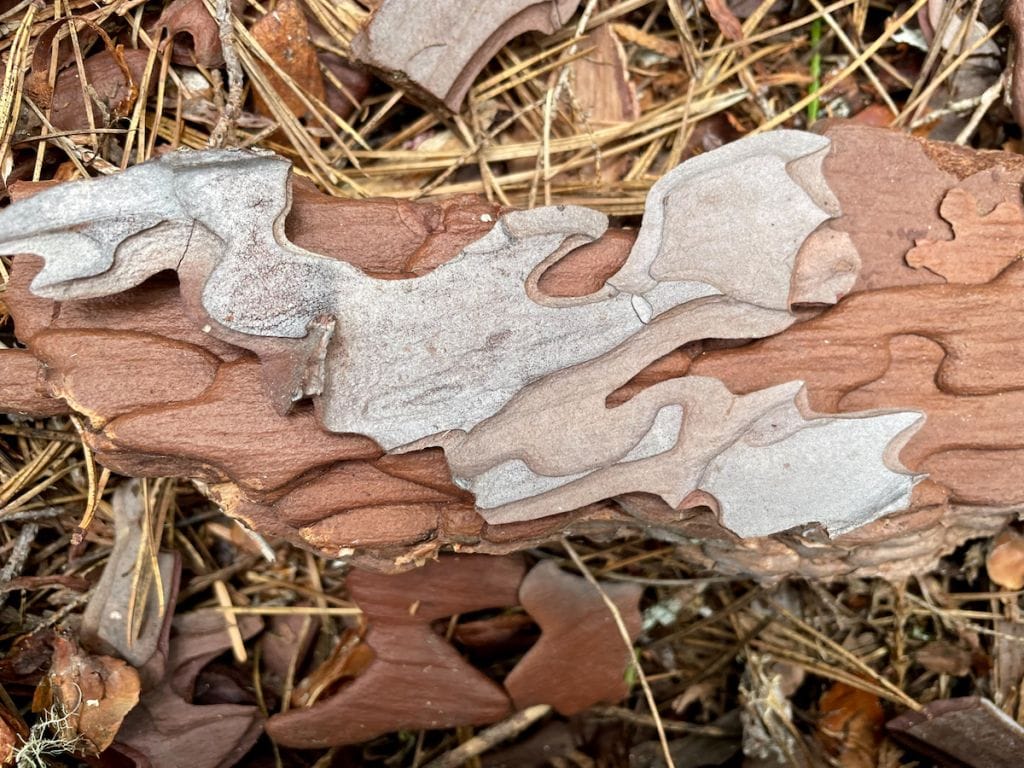 Sugar pine bark in the duff of the forest floor.