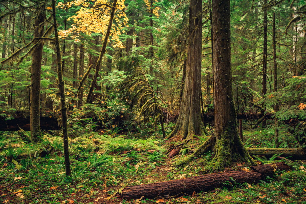 Photo of soft light filtering through the verdant Willamette National Forest understory.