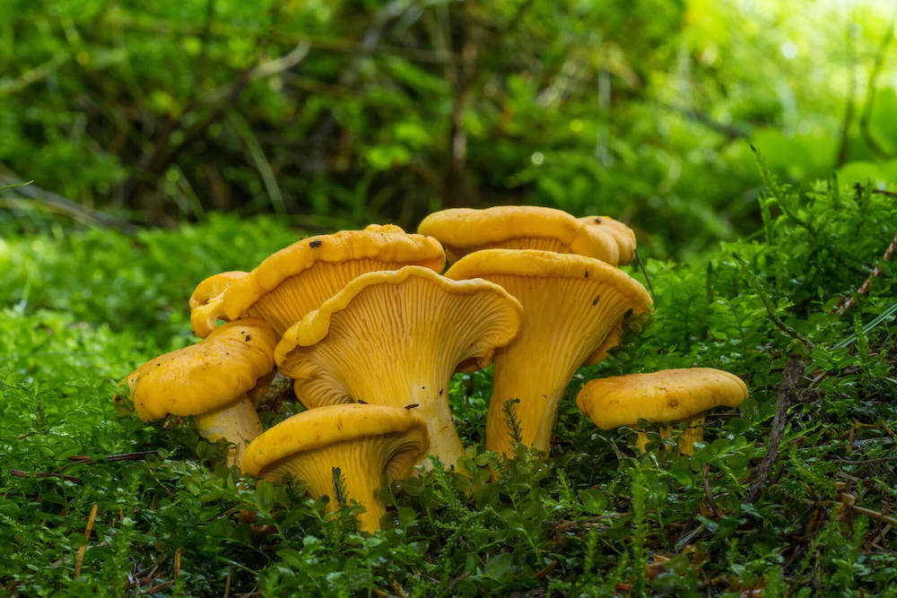 Photo of a family of chanterelle mushrooms, yellow against a mossy ground.