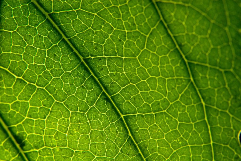 Close-up photo of the veins in a leaf.