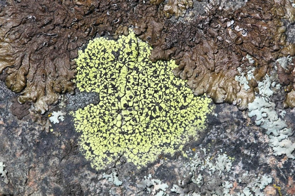 Bright green map lichen on granite.