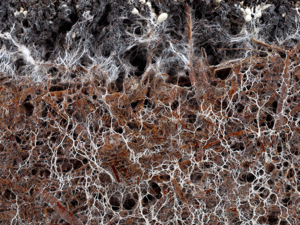 A close up photo of a mycelial network in dark soil.