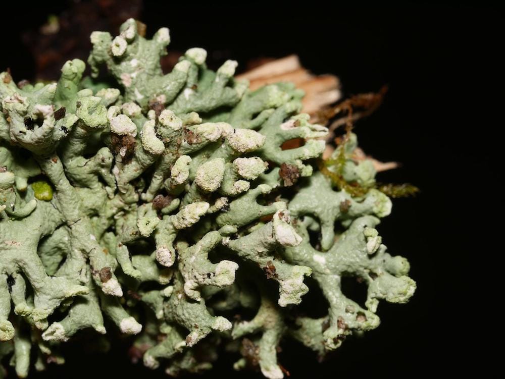Close-up photo of powderheaded tube lichen.