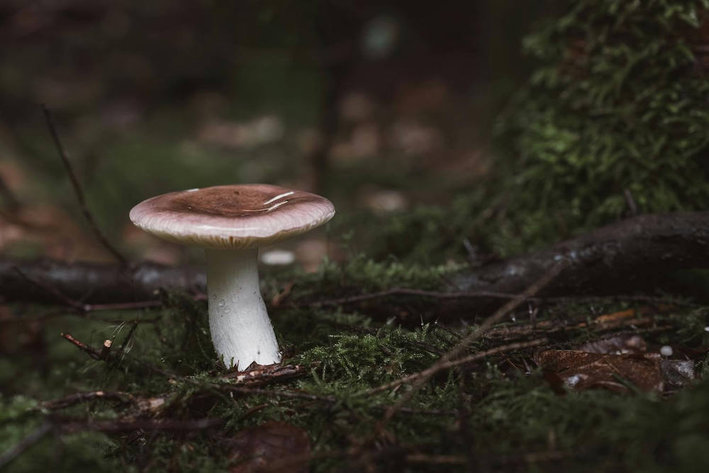 Photo of a Russula mushroom on the forest floor