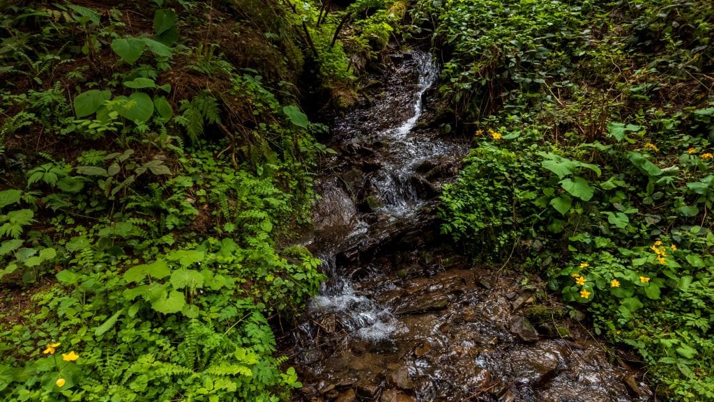 Photo of a forest stream.