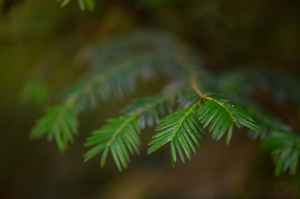 Pacific yew needles. 