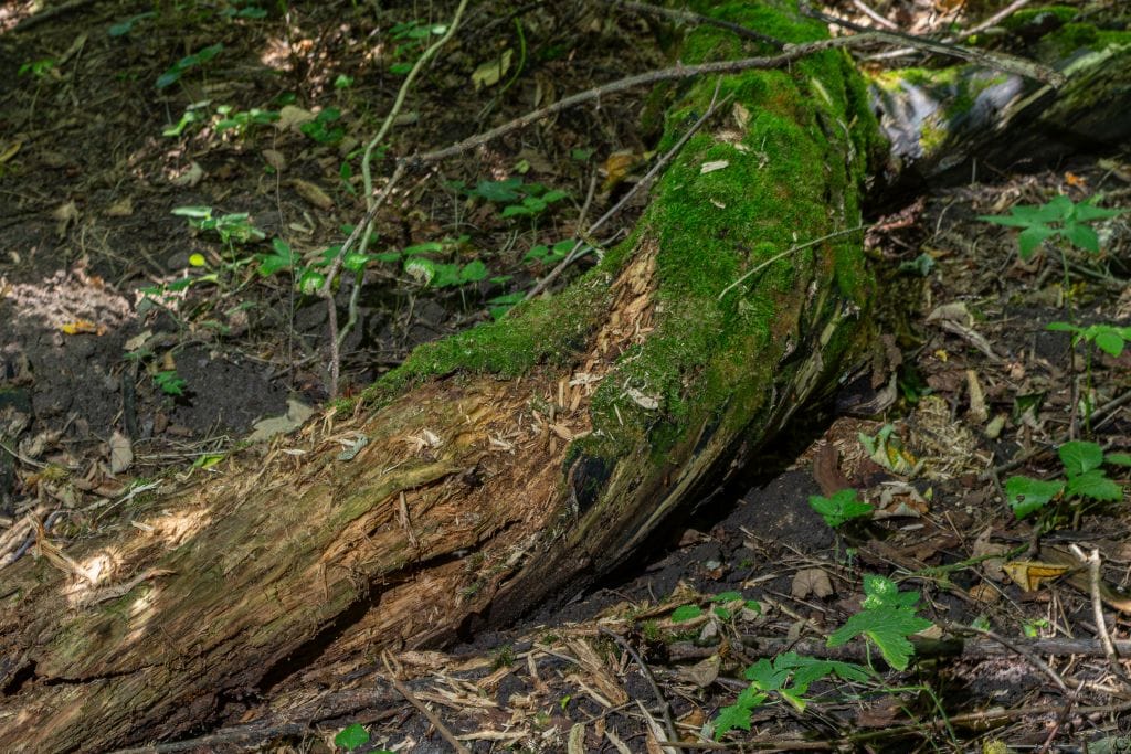 Downed log covered in moss.