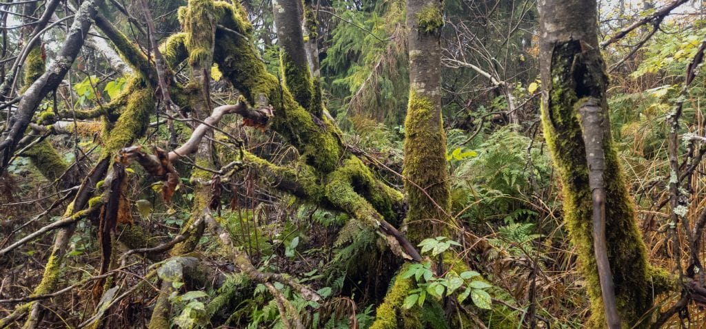 A dense mossy thicket in the understory.