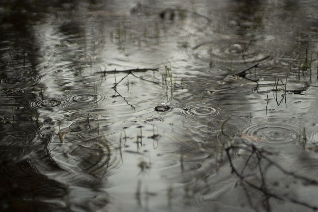 Rain striking a puddle on the forest floor. 