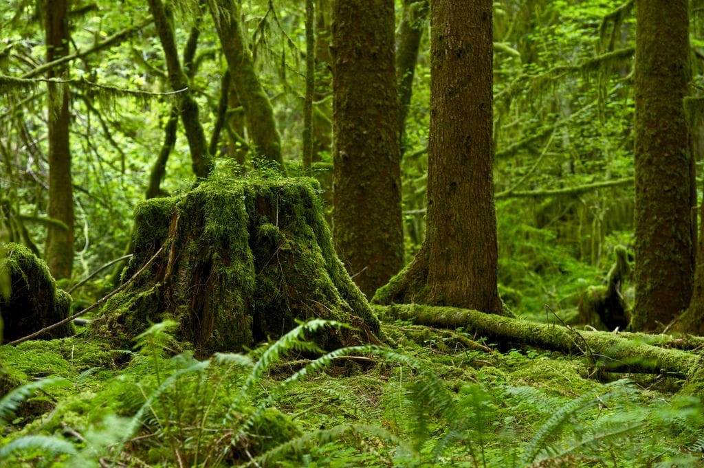 The mossy, verdant understory.