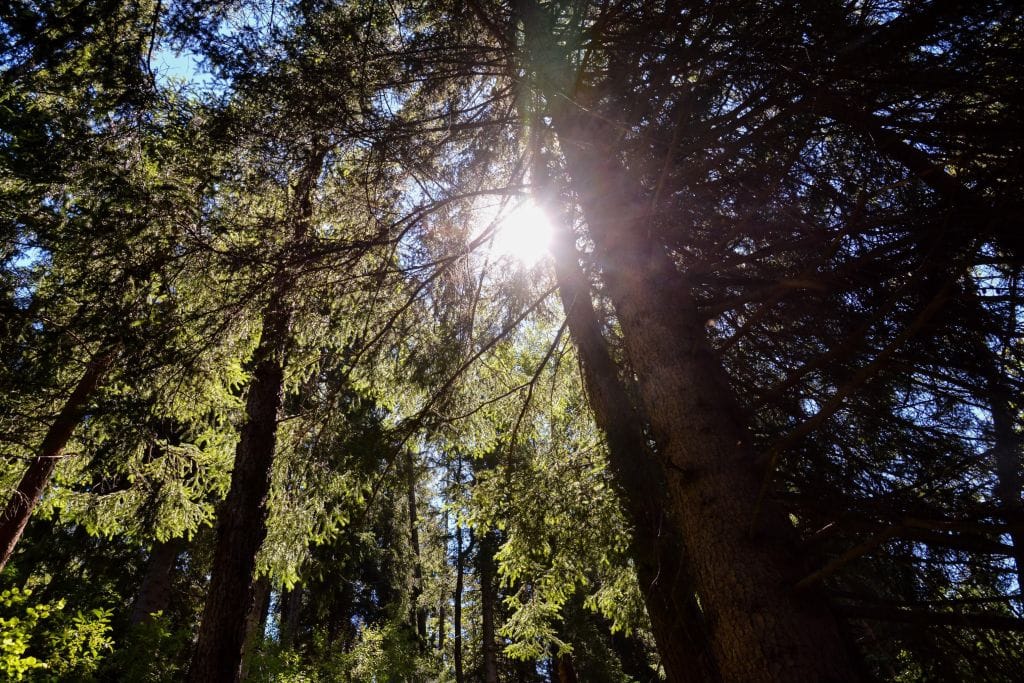 Sun through the trees.