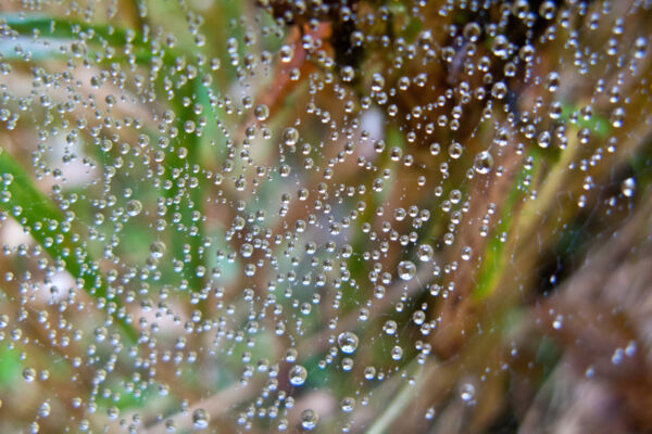 Photo of water droplets caught in a spider web.