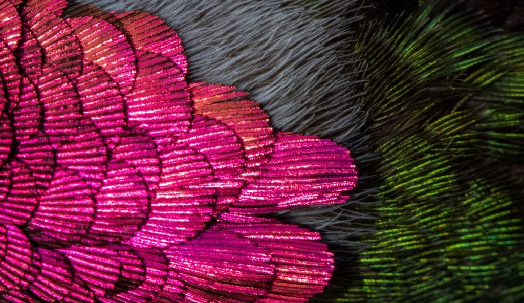 Close-up photo of hummingbird feathers