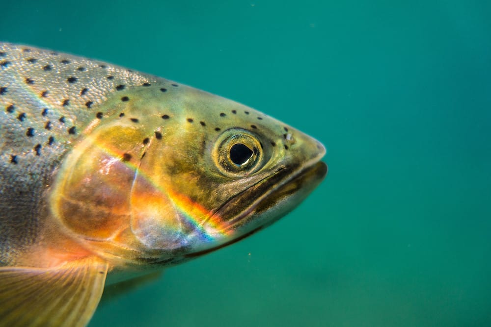 Photo of a cutthroat trout
