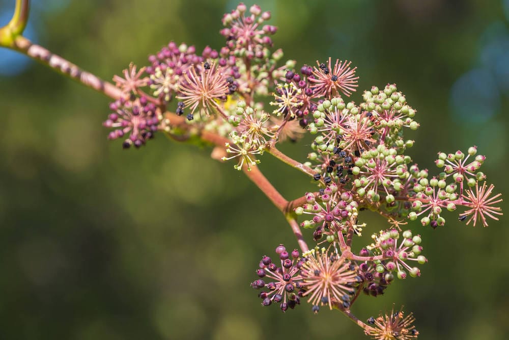 Photo of Elk Clover buds.
